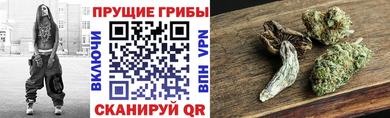 сколько стоит  Курчалой  Галлюциногенные грибы ЛСД 